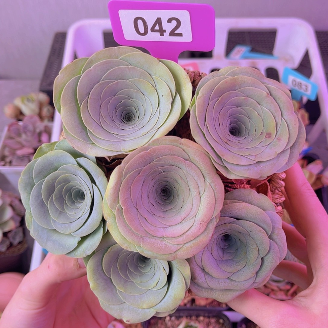 带***瑰单品一物一拍042号