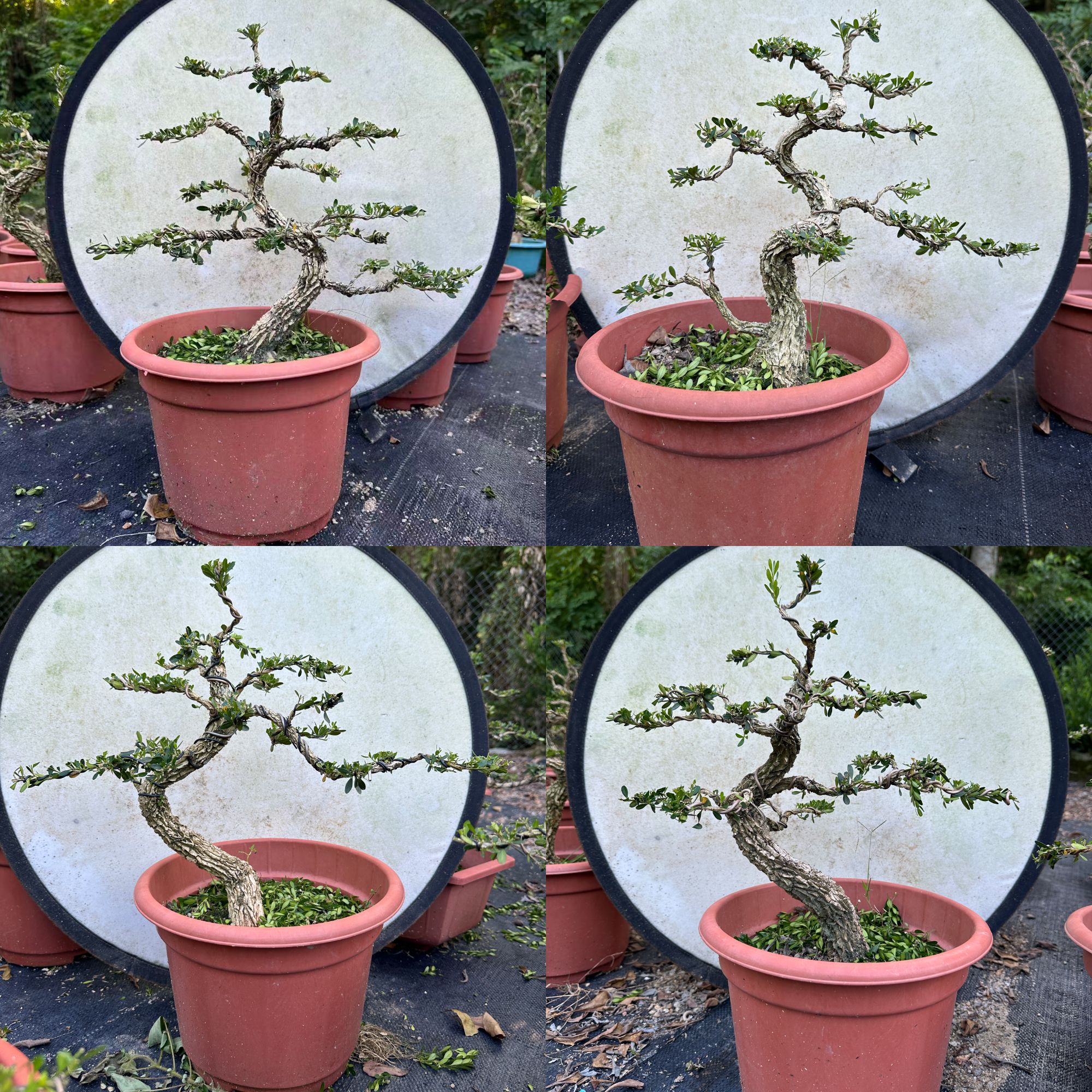 晟煜黄杨基地 | 大量批发广东皱皮雀舌黄杨盆景大小规格款式齐全