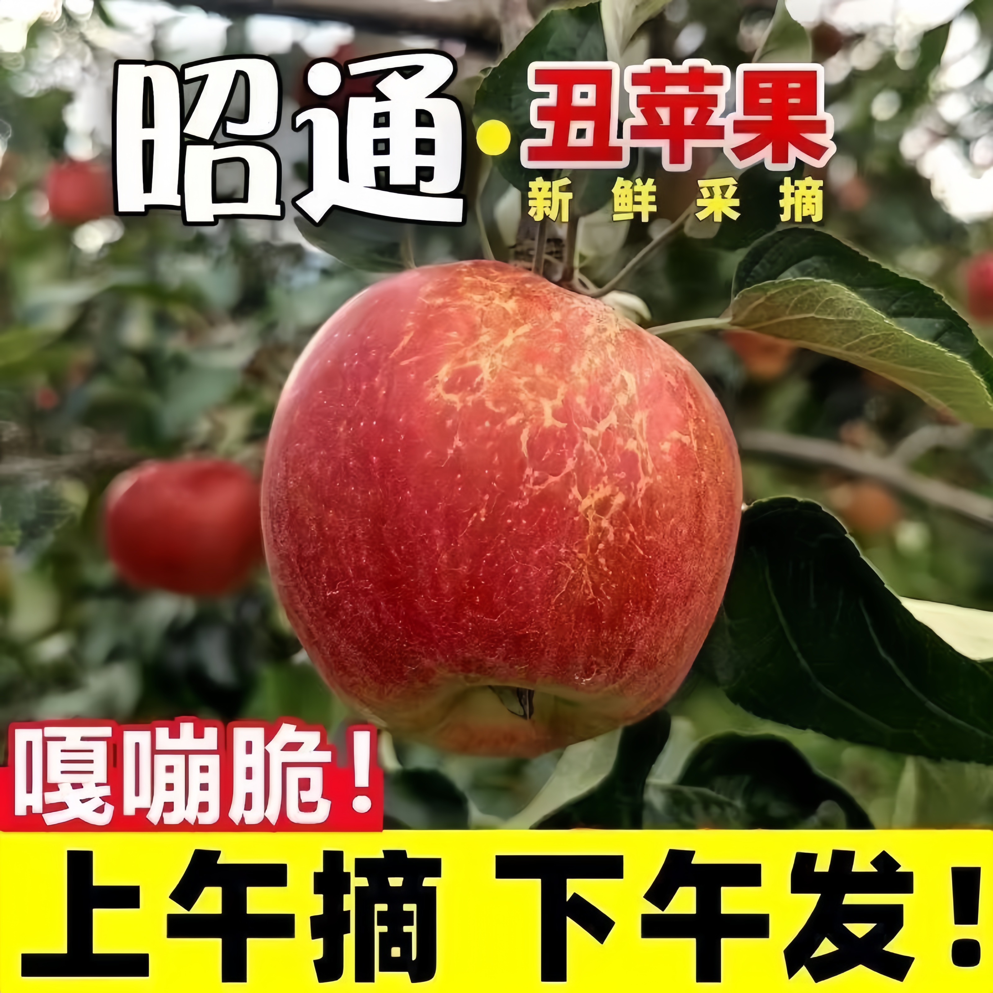 2025新鲜采摘产地直发云南高原昭通丑苹果华硕脆甜多汁现摘现发