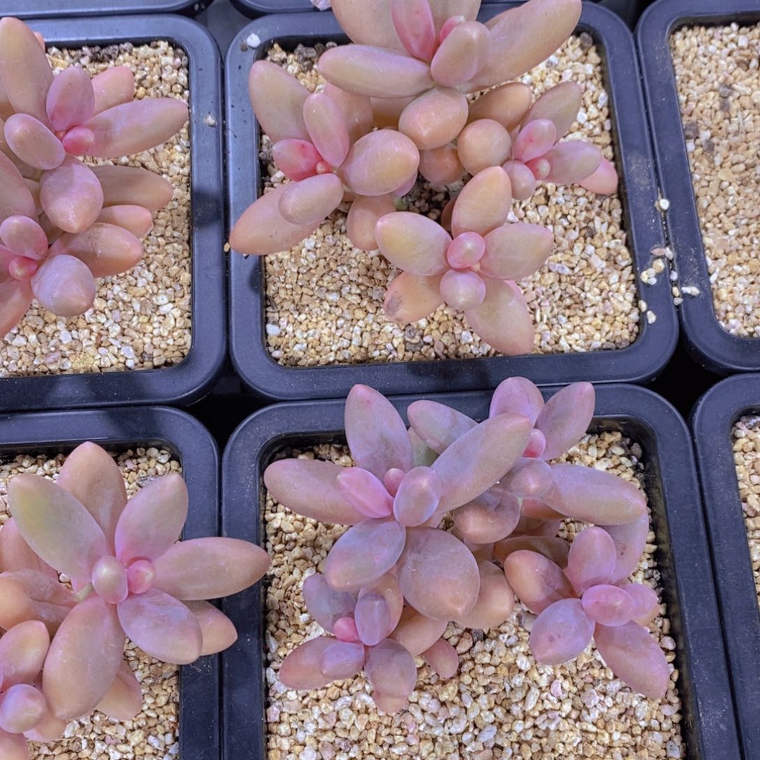 量拍18号 精品老桩糖果美人群一个