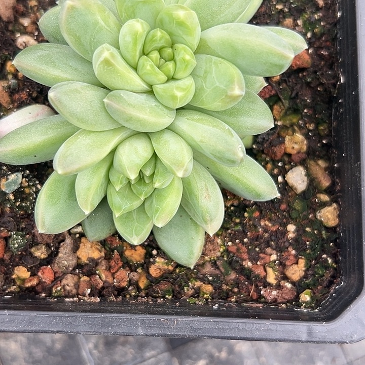 青漓美人特价一物一拍