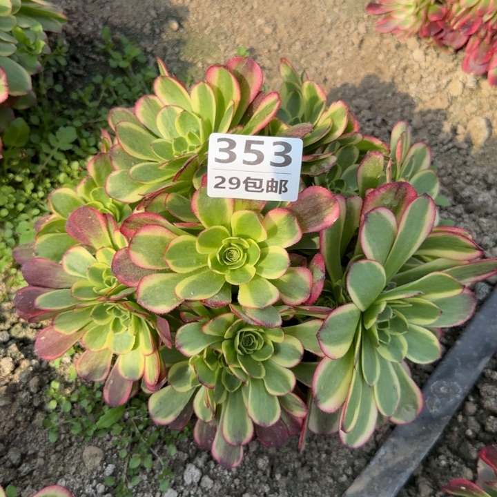 奶白……多肉植物……