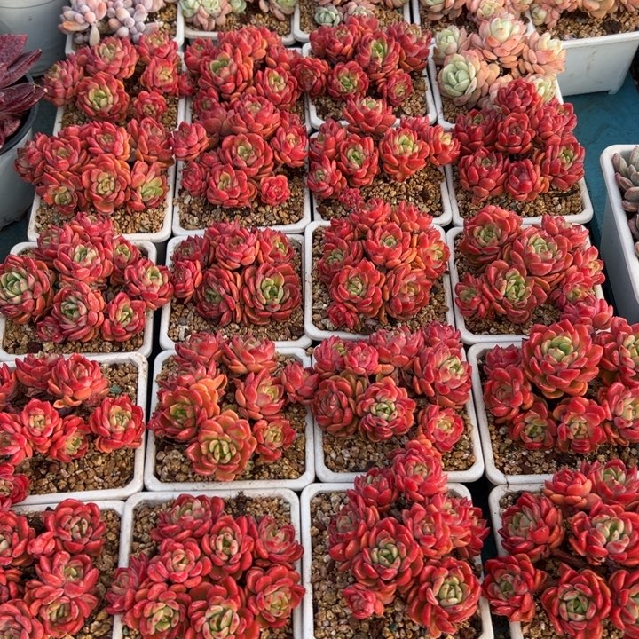精品多肉植物老桩随机发一棵