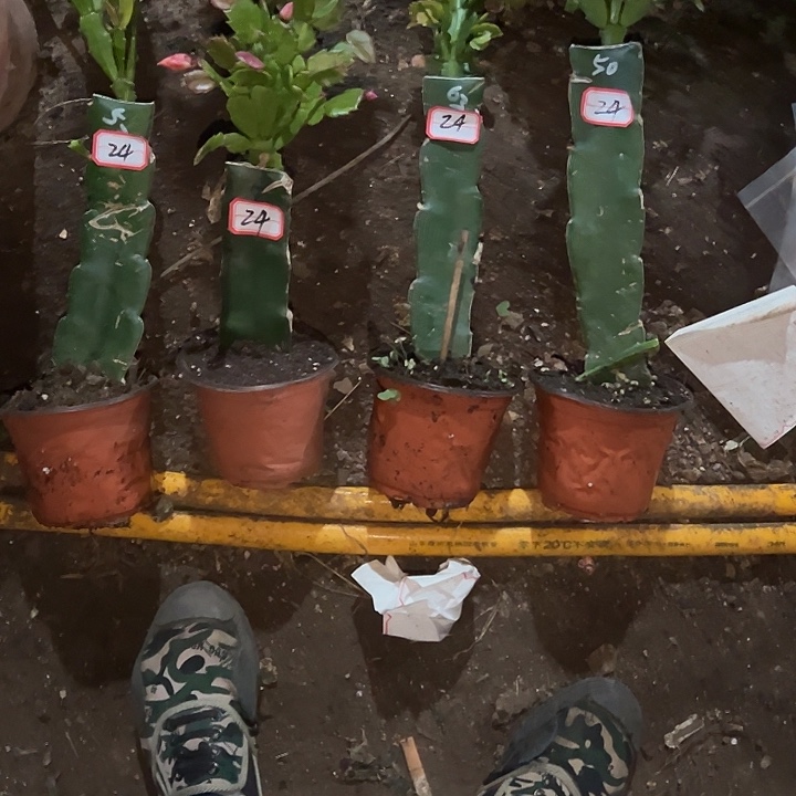 紫***眸，24号带盆050.052.063.037