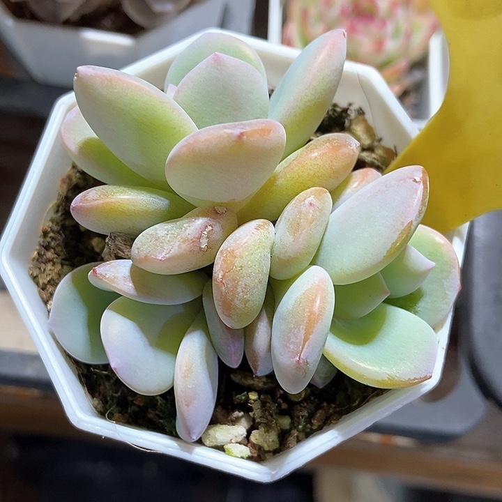 多肉植物韩版奶茶6097