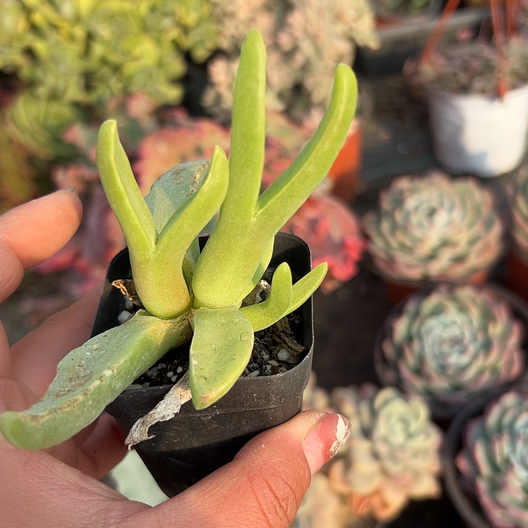 多肉植物怪鸟菊群