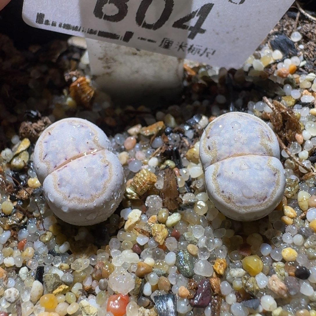 Sss便宜了便宜了804