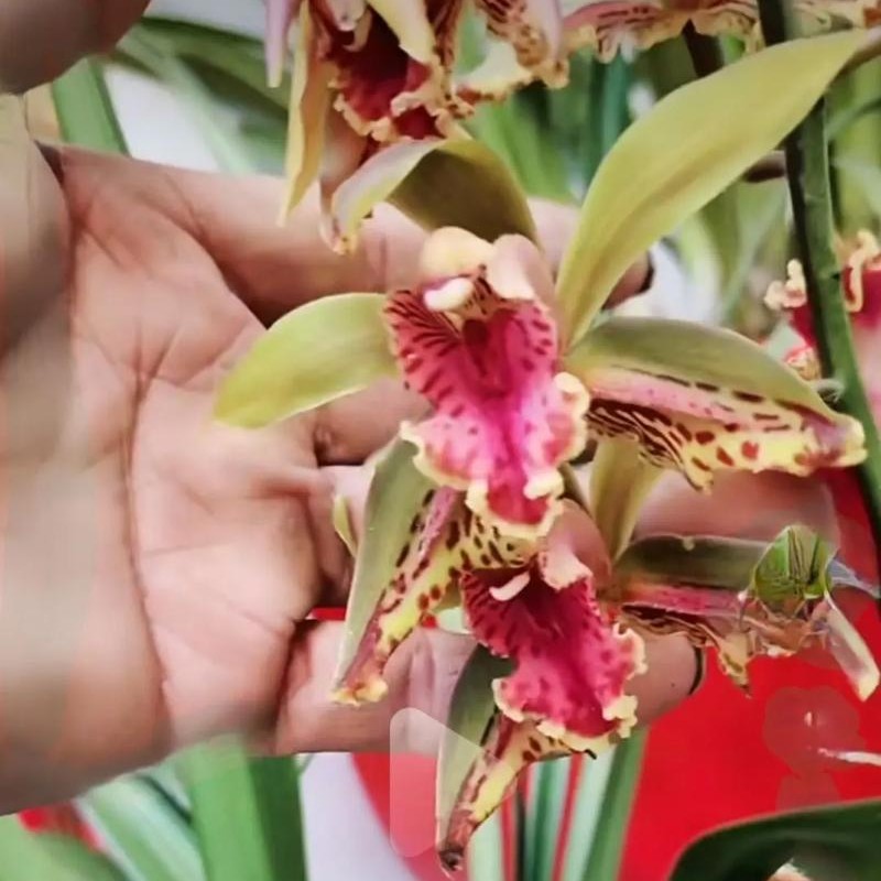 腾冲本地兰草一物一拍