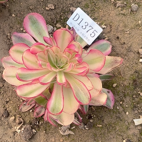 1375倾城多肉法师