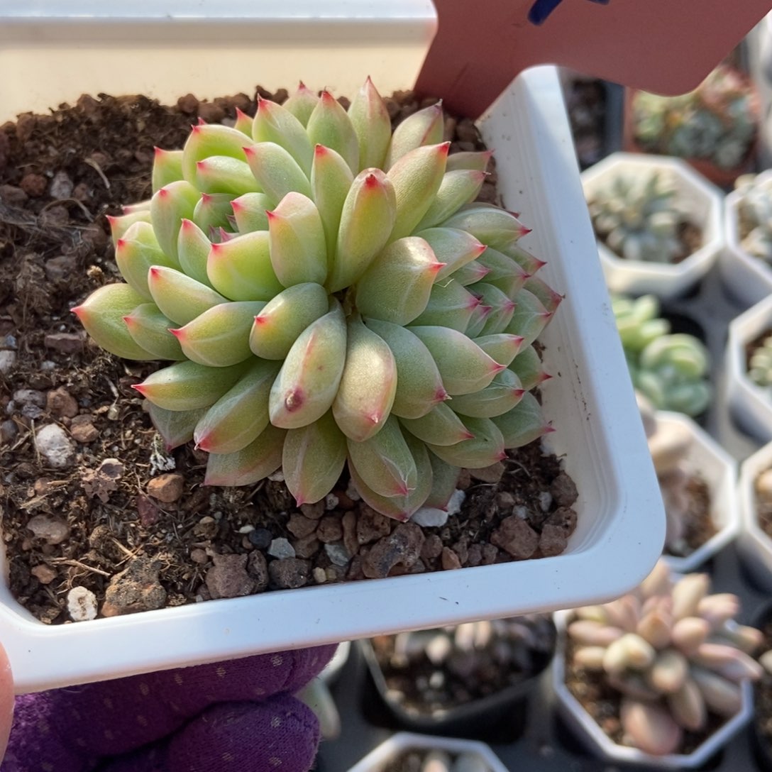 654雪花珍妮多肉植物