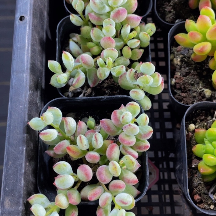 达磨福娘带盆土发