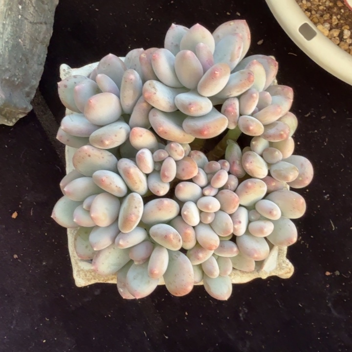 11厘米左右一物一拍的的多肉植物