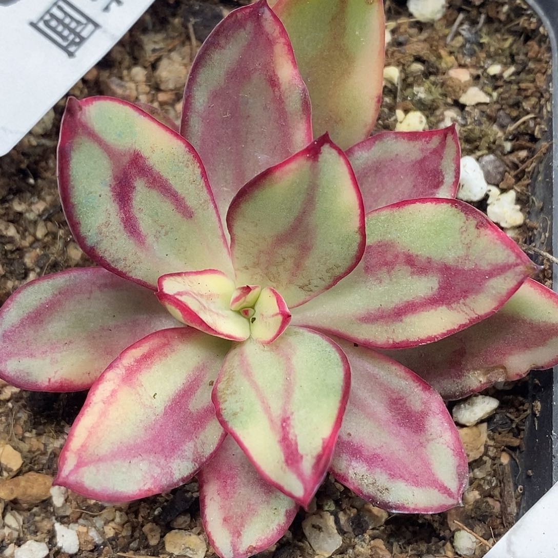 523龙骨红丝锦  小方花圃一物一拍