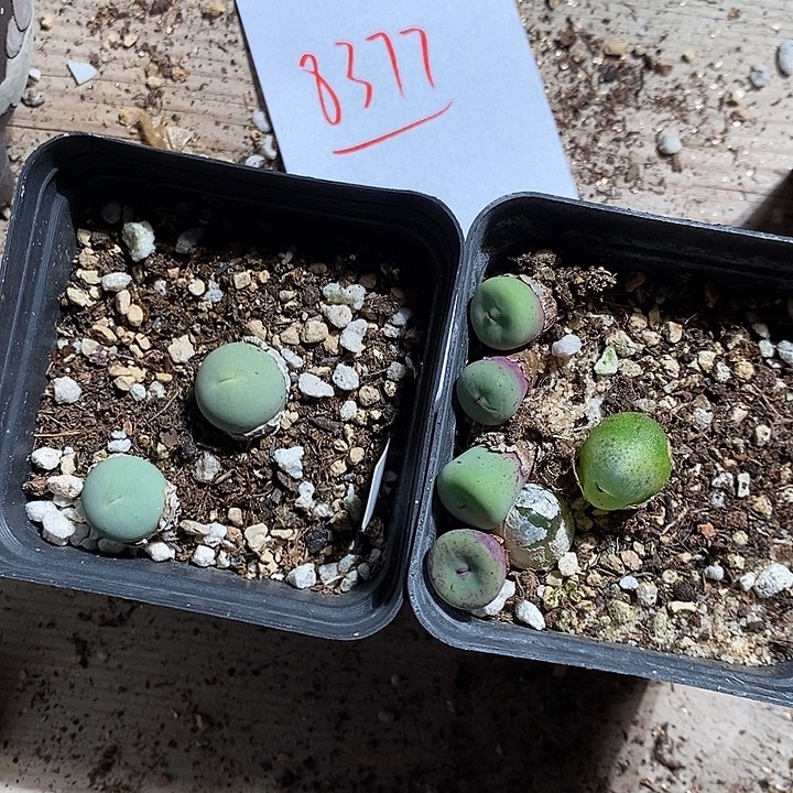 8377。   一组福利组合。 