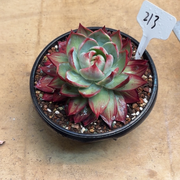 徐***吉多肉植物，惊鸿仙子213号