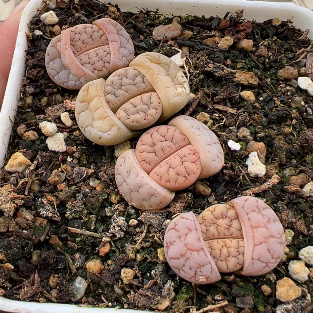 3.7好看的多肉脱土发货397