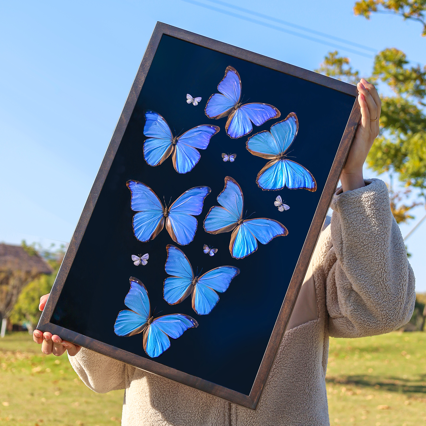大蓝闪蝶7只组合真蝴蝶标本 高档客厅玄关装饰画香樟木框高端摆件