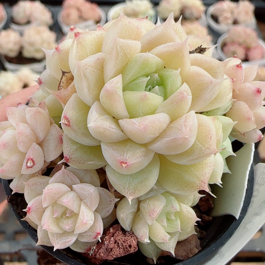 花语逸镜0326-393散