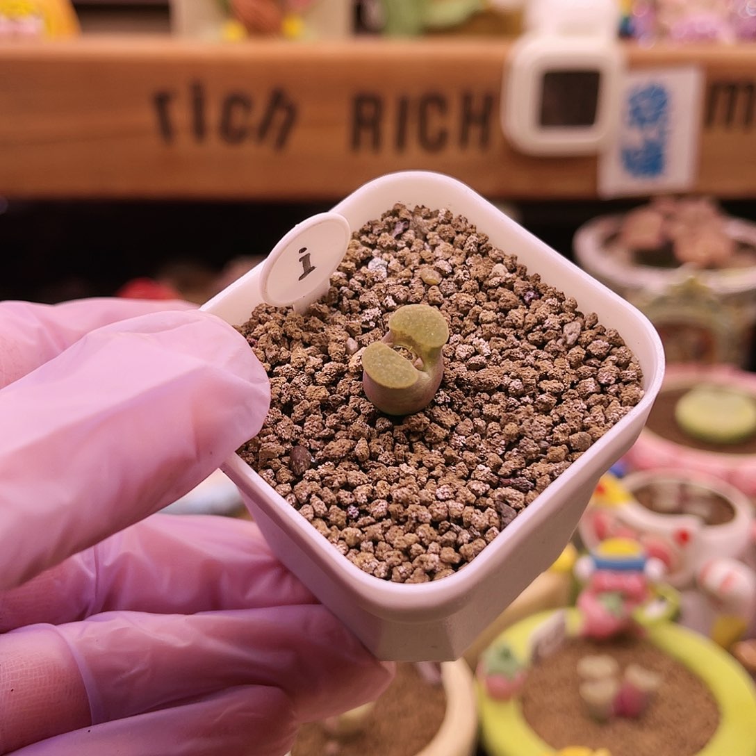 i号果冻色雪花窗banke磁铁风玲