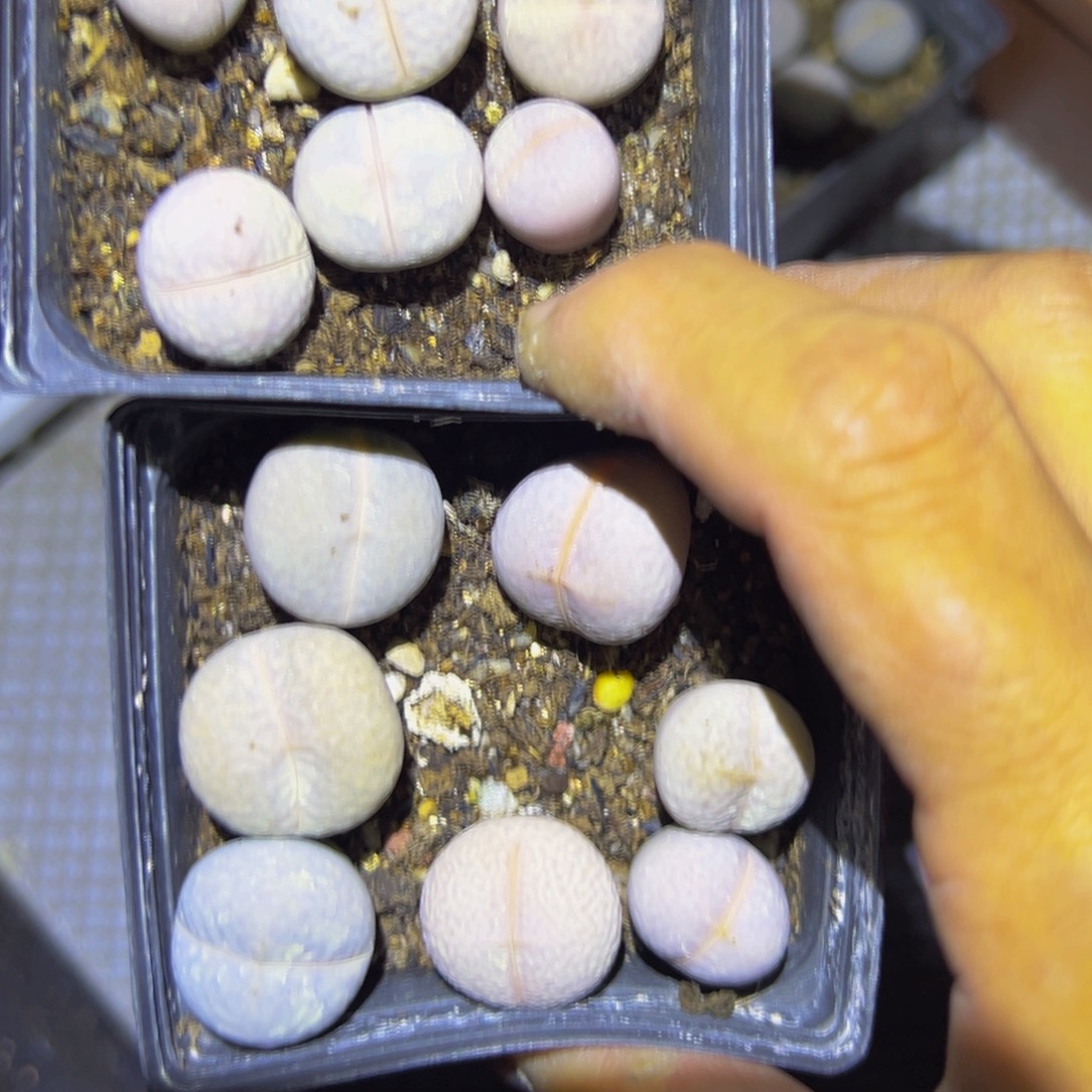 999.2盆一物一拍，默认有伤，介意勿拍，不退不换
