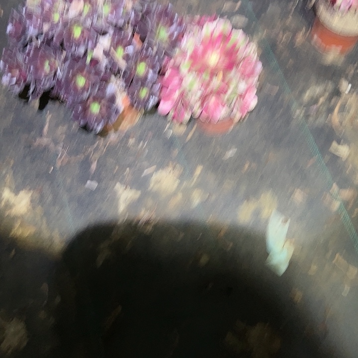 心***水不包侧枝一物一拍109