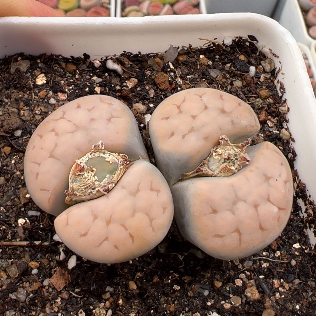 2.21好看的多肉022