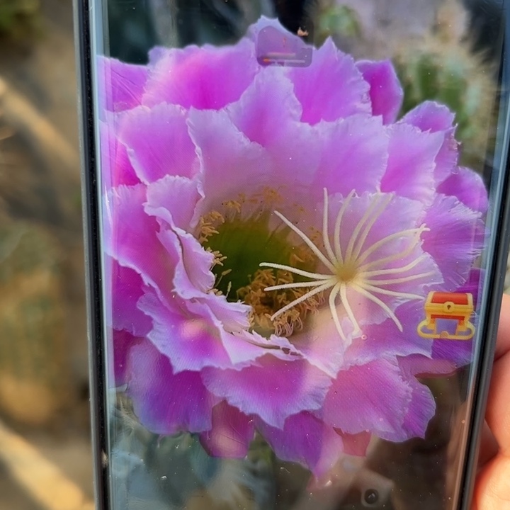 18毛44斑点歪虫咬无根侧芽4公分左右20包邮