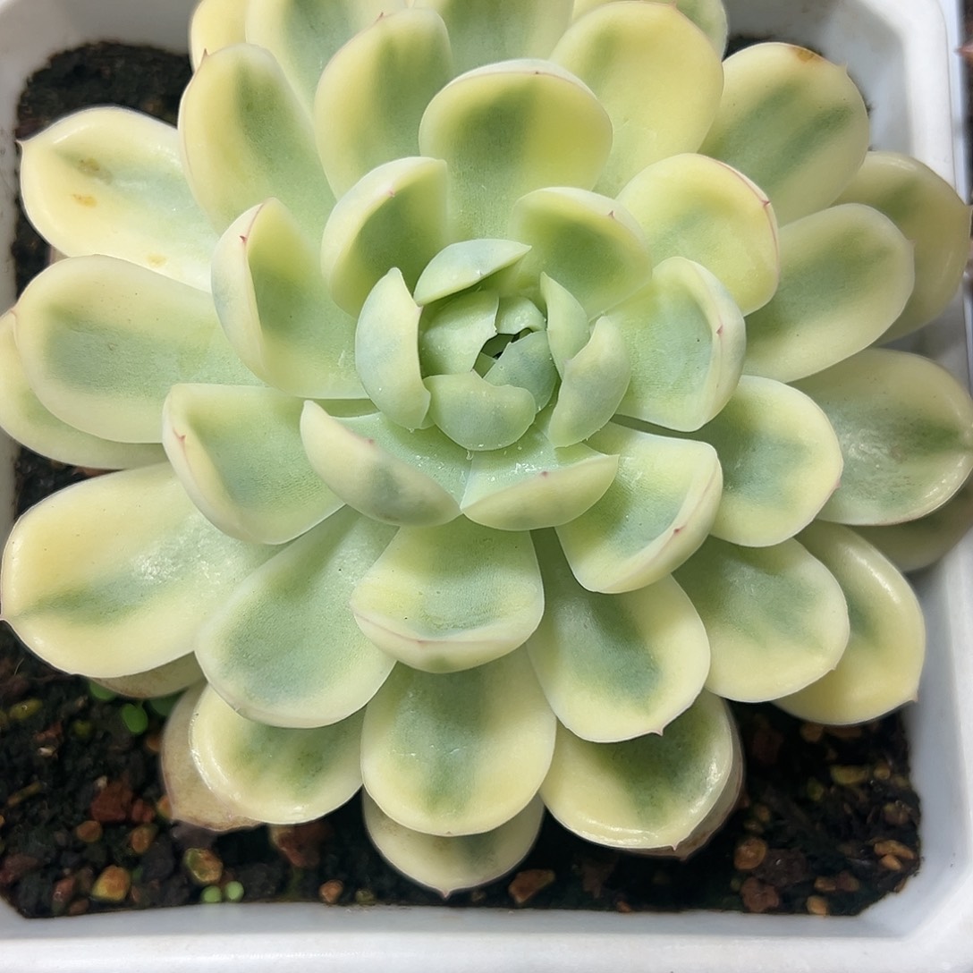 草莓冰锦大单头多肉