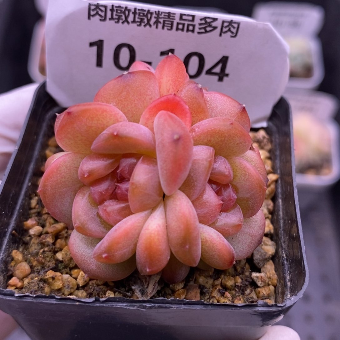 【闪购商品】10-104琥珀