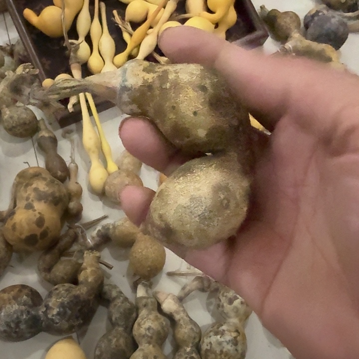 清***雅木蚂蚁葫芦喜欢下单