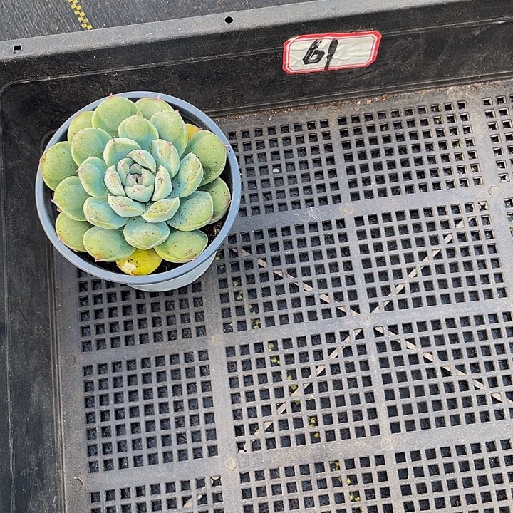 E***r61号筐带盆土发货