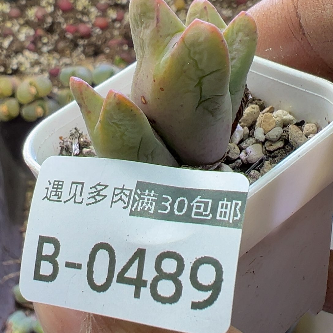 多肉植物1111111111111111