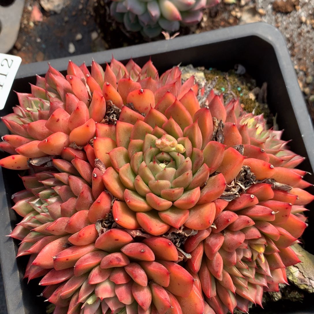 8412杂交多肉老桩