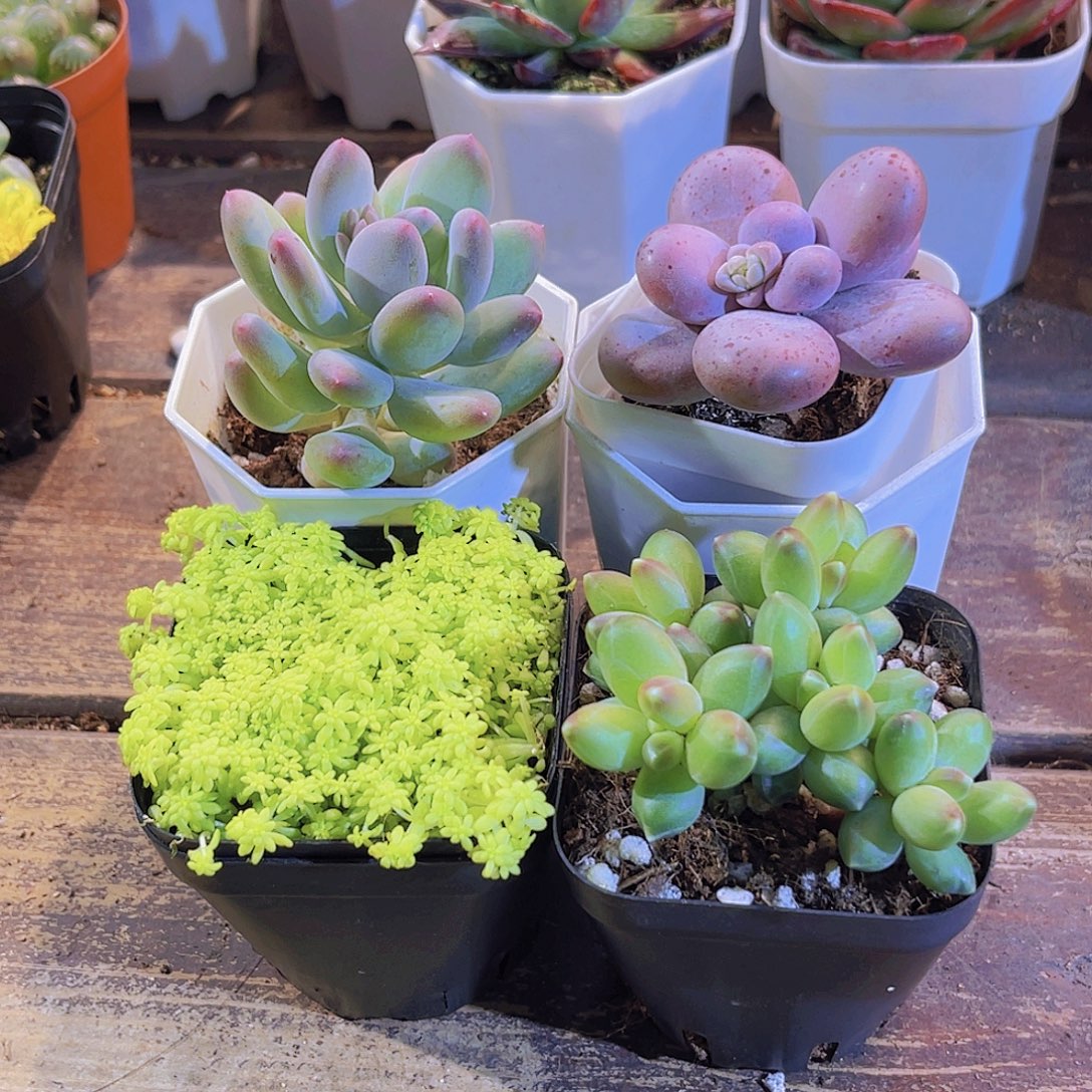 苹果奶。奶酪。万年草。千代田