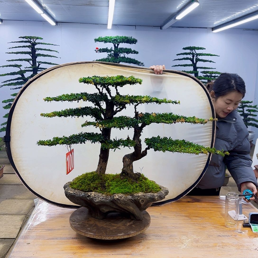 无花朵盆景直播间一物一拍