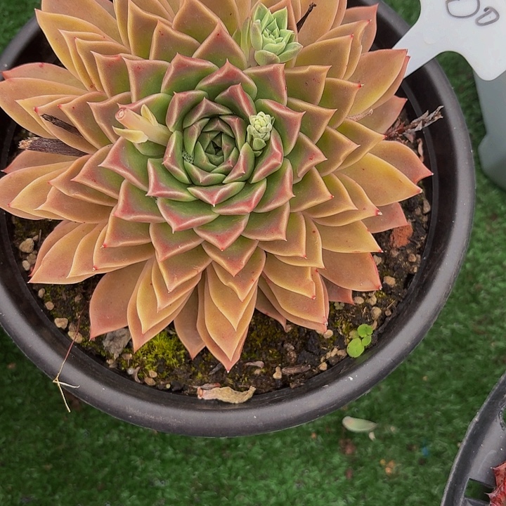 用***5丽娟花卉海洋之星