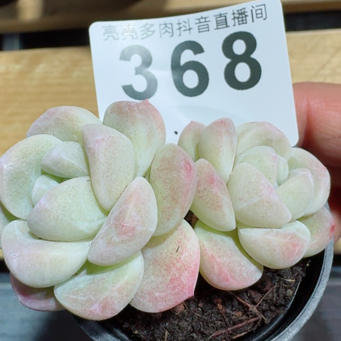 福利         精品多肉