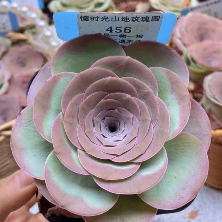 山地玫瑰456裸根发货不售后