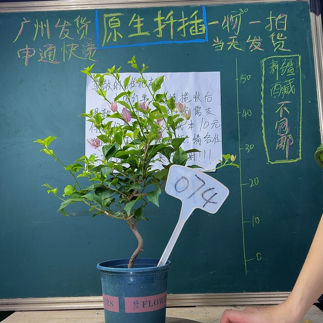当前无花栽培后可以开花  造型杆 雪紫 074