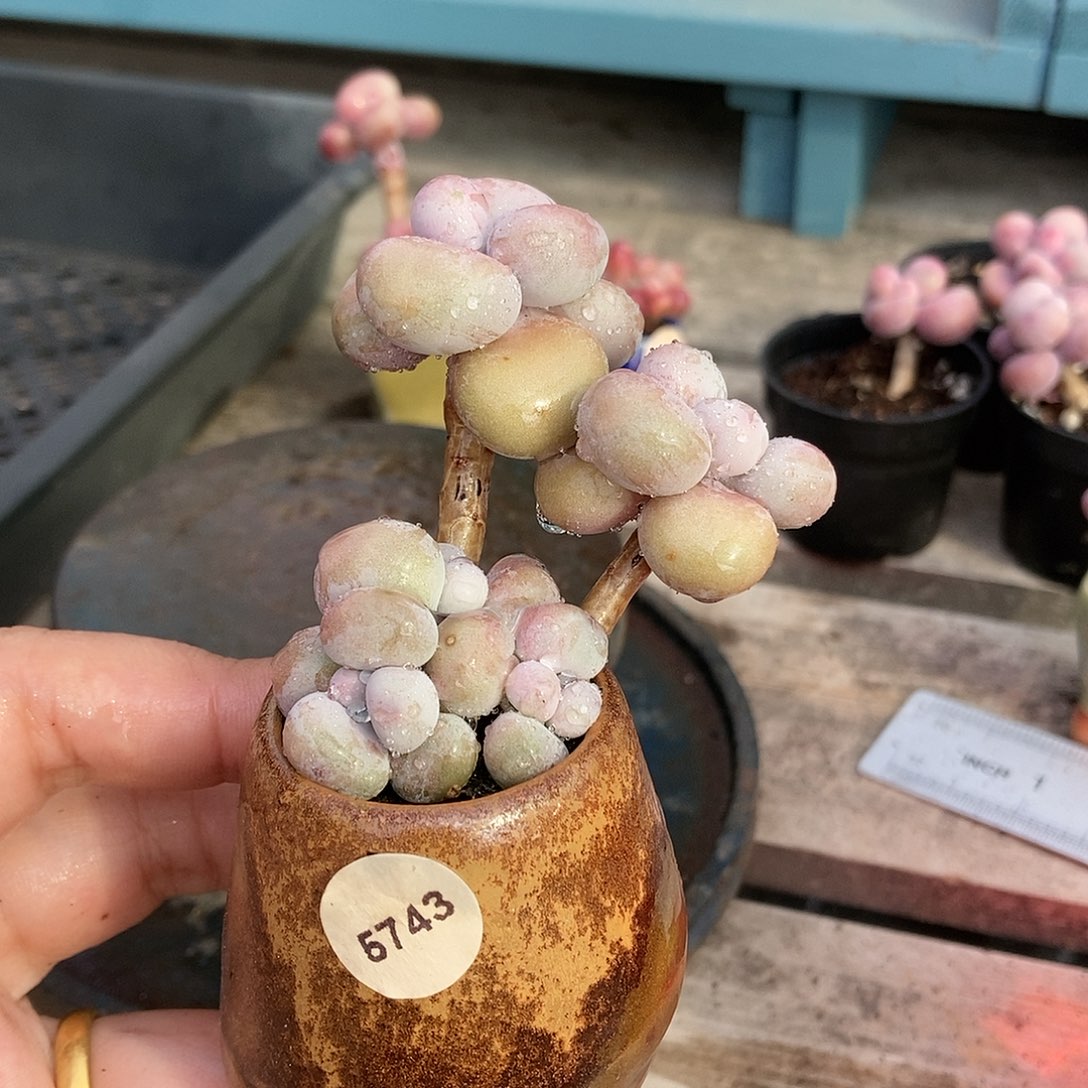 5743糖果腰子蛋带盆土