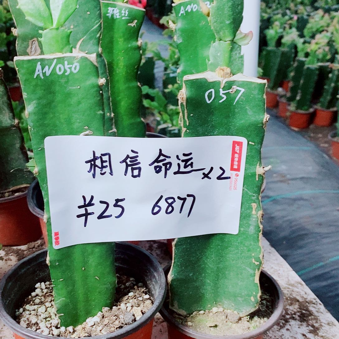 相***运无花朵火龙果嫁接两棵，福利