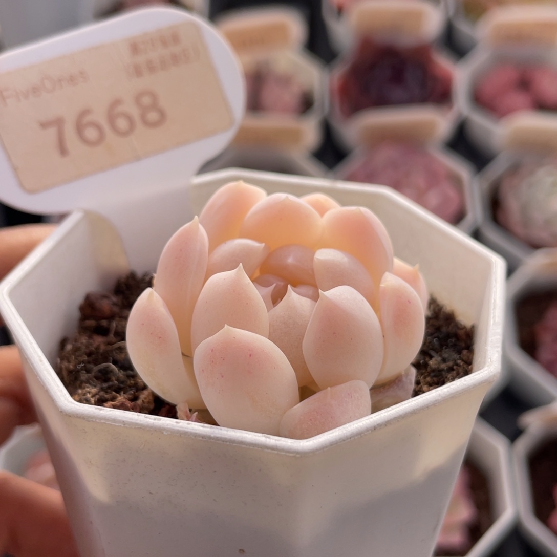 白桃汽水7668-4.0厘米