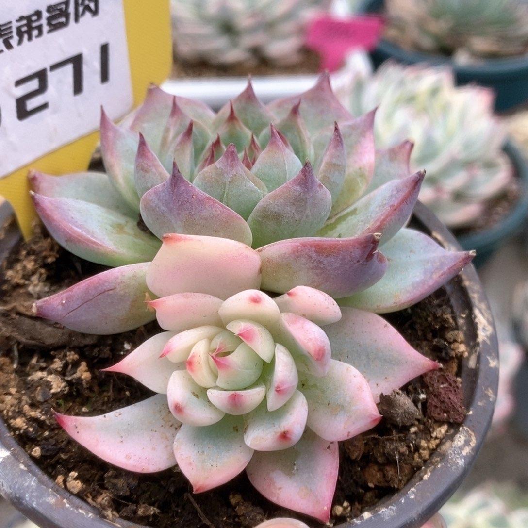 271锦锦锦锦锦锦