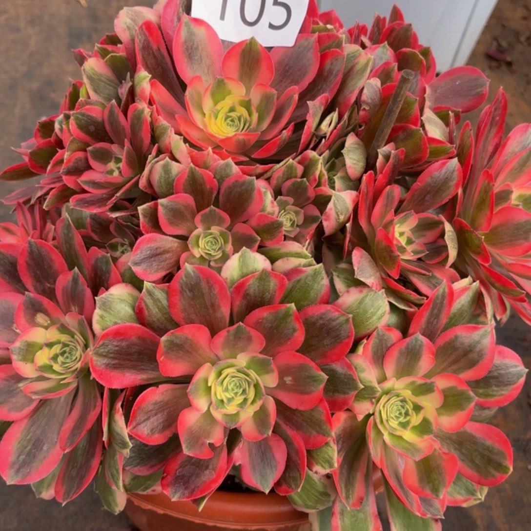 哈哈多肉植物福利105