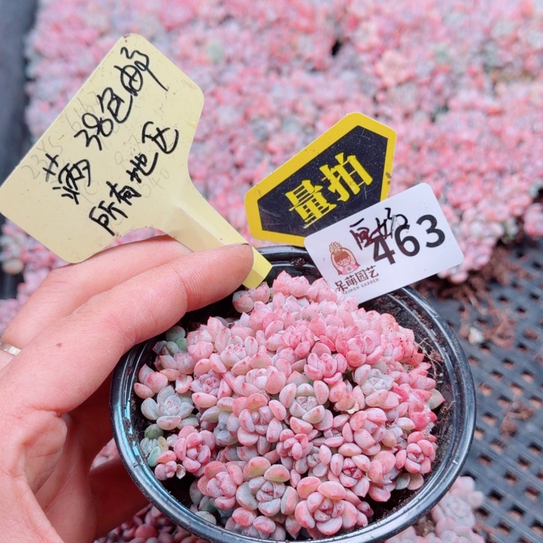 多肉植物多肉植物