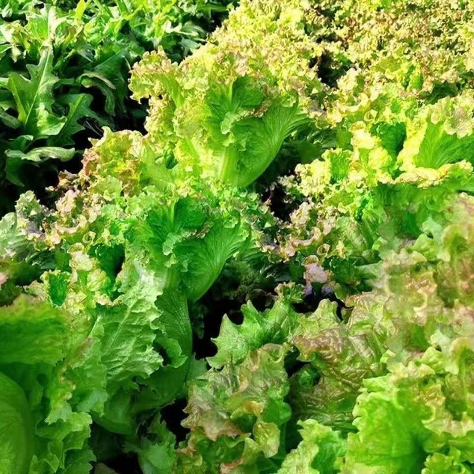 罗马紫翠生菜种子耐热抗寒四季紫罗马生菜新鲜籽盆栽蔬菜种子大全