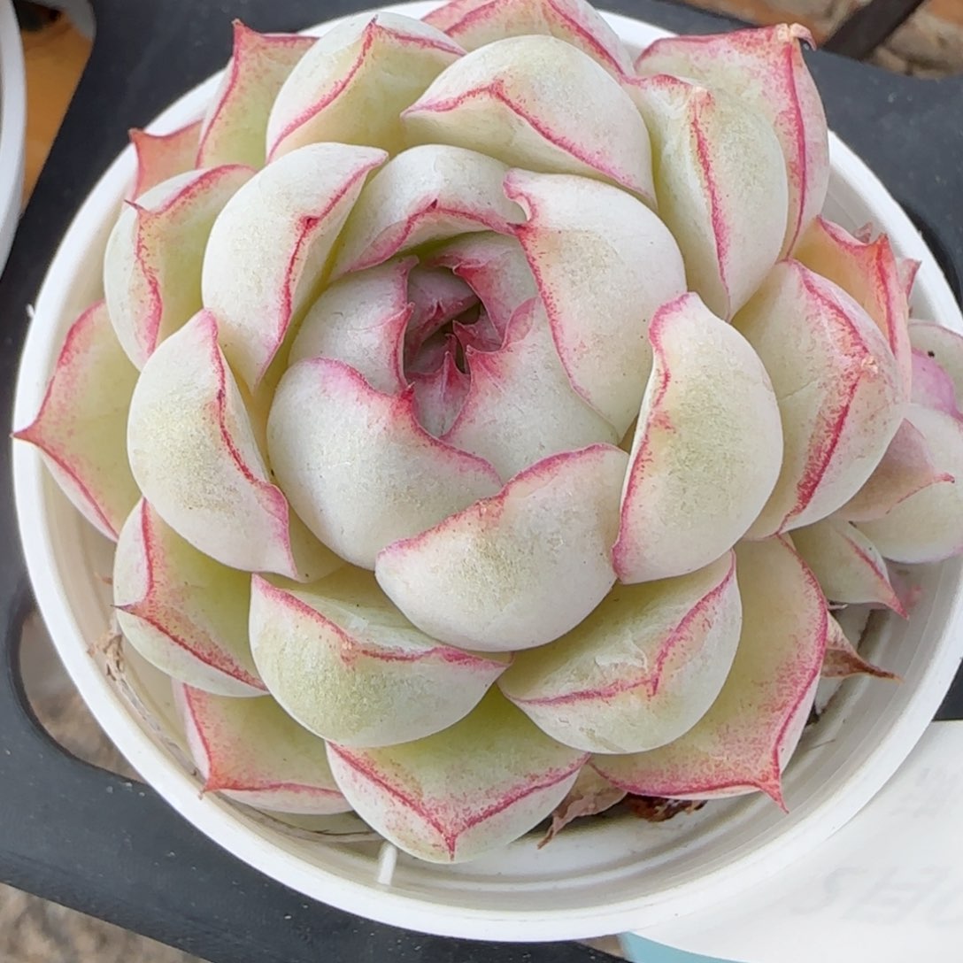 某****天花语逸镜0205-645