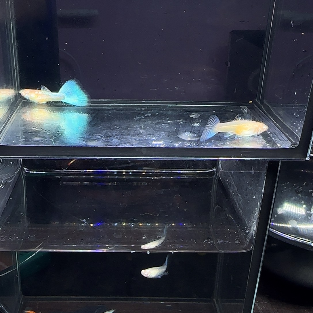 孔雀鱼蓝白一对！！！