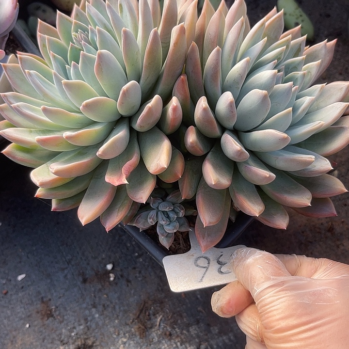 两单包邮，一物一拍，杂交636