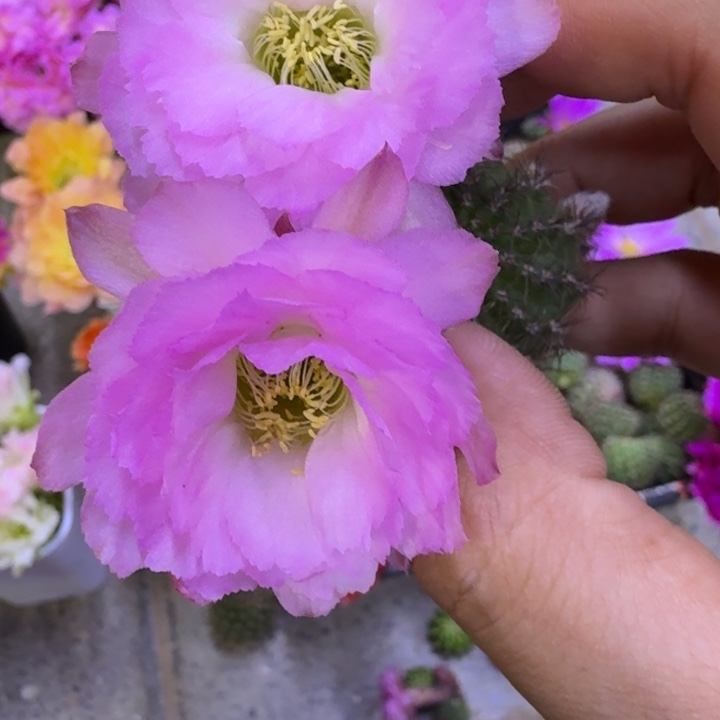 22白檀华丽粉2个无根侧牙小，20包邮